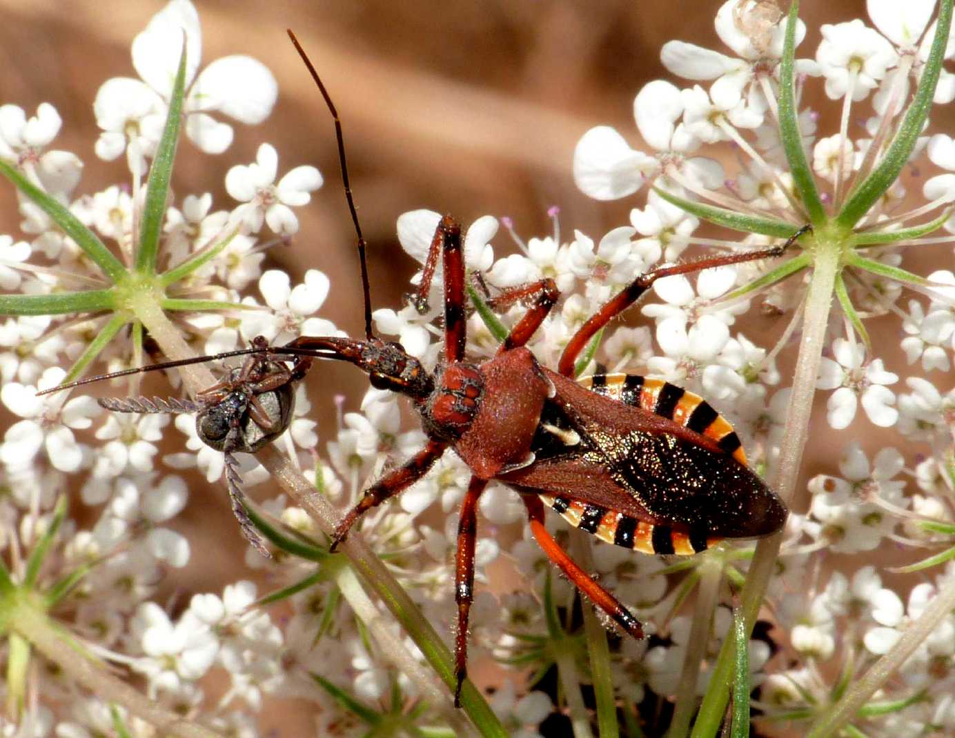 Rhinocoris erythropus